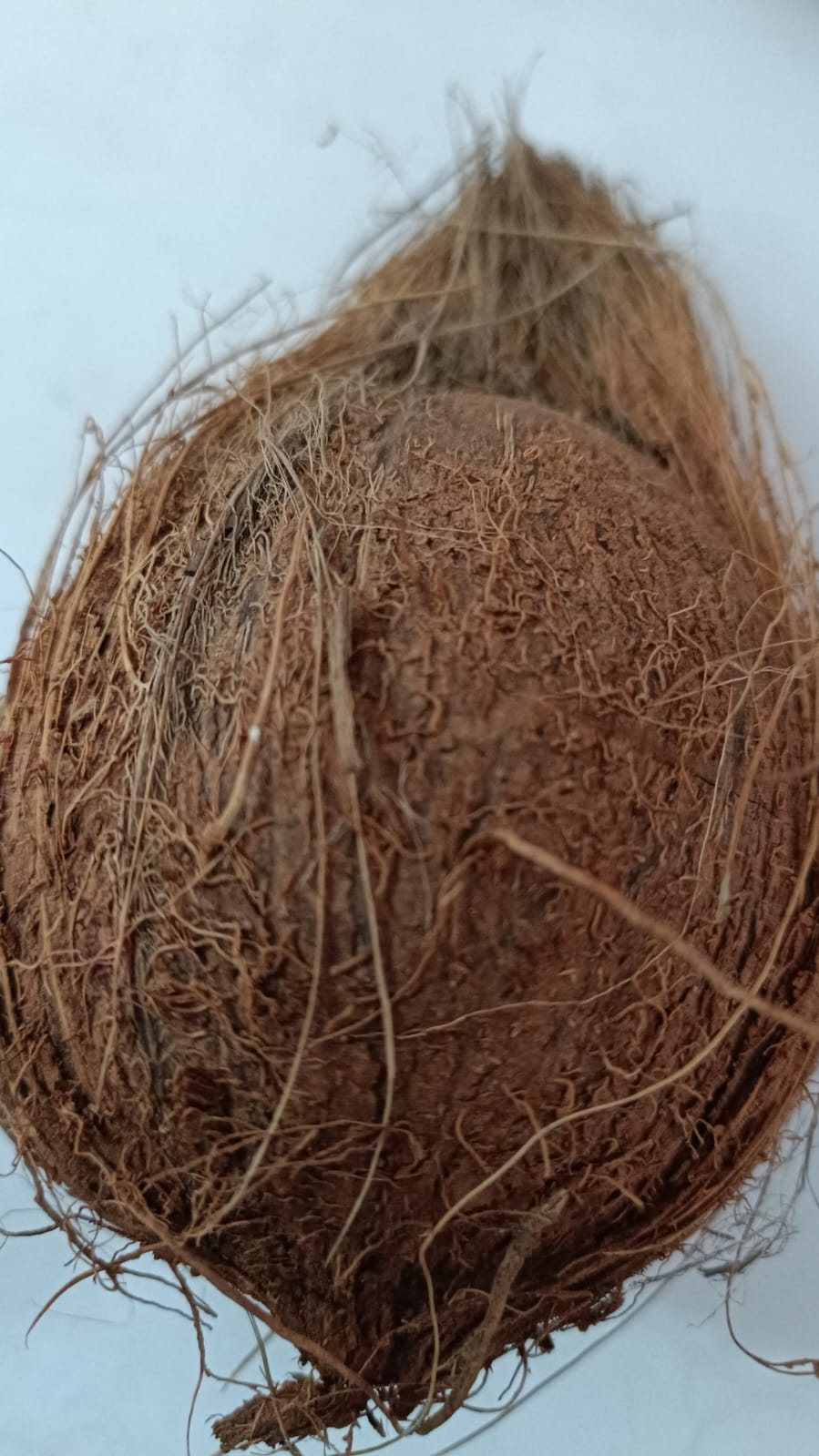 सिङो नरिवल Singo Nariwal