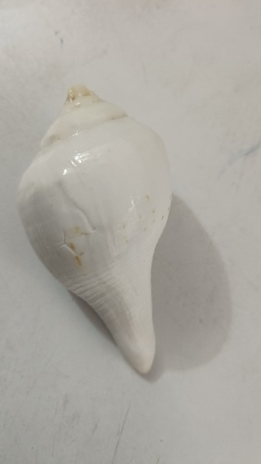 दाहिने शंख Dahine Shankha/argha dine