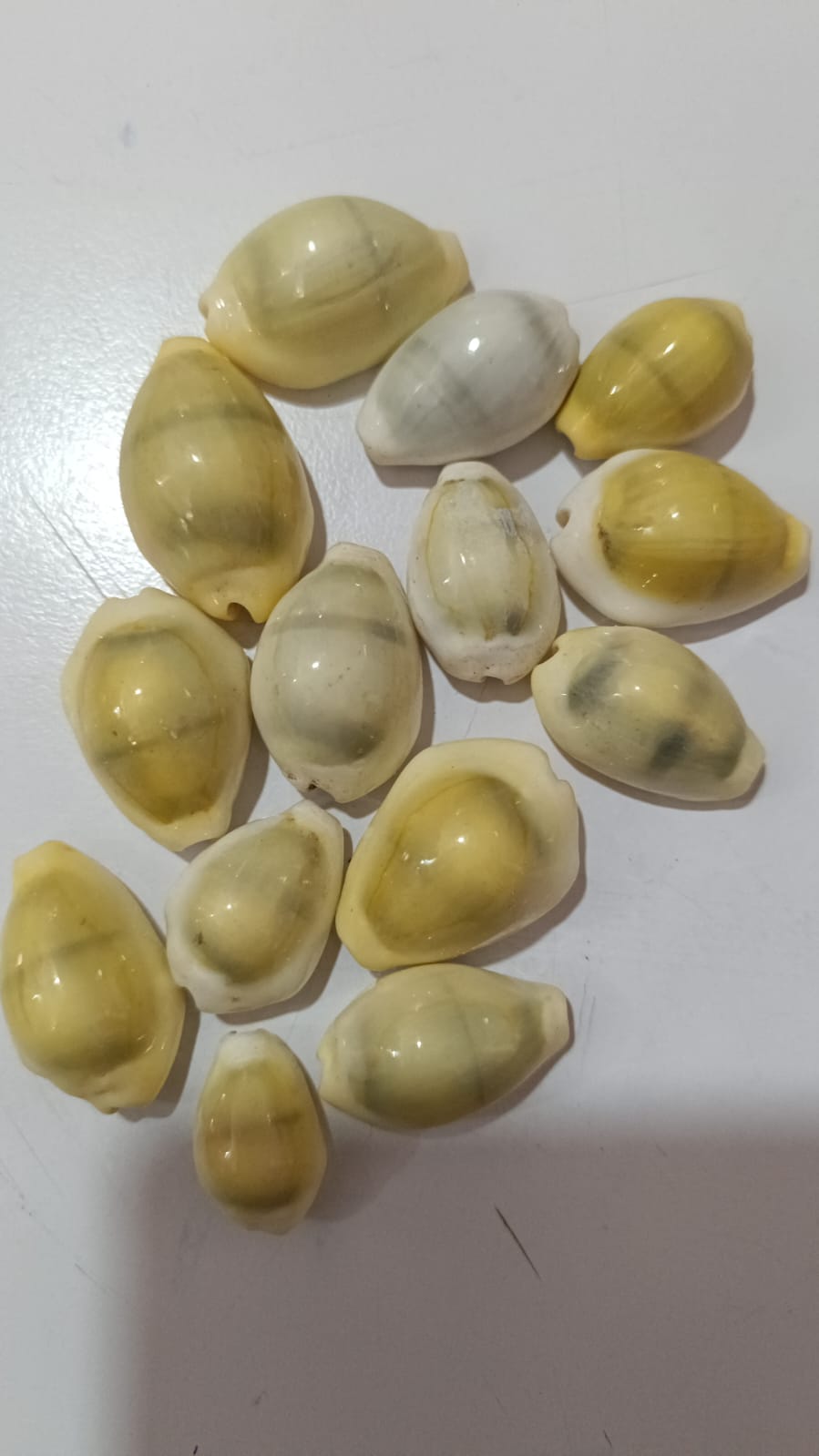 कौडा kauda