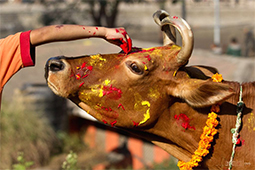पञ्चधेनु Panchadhenu- Small Package